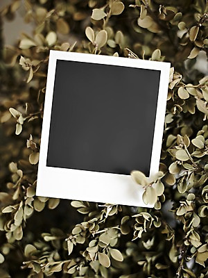 포토 JPG 스튜디오촬영 식물 생활용품 백그라운드 프레임 실내 틀 근접촬영 사람없음 공백 풀 필름 오브젝트 폴라로이드 폴라로이드사진 사진필름 국내포토 뷰포인트 내부 카메라 파일형식