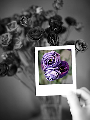포토 JPG 스튜디오촬영 식물 손 꽃 컬러 배경화면 생활용품 백그라운드 프레임 흑백 실내 틀 한명 들기 신체부위 장미 꽃병 보라색 공백 필름 오브젝트 폴라로이드 폴라로이드사진 사진필름 국내포토 1 모션 촬영기법 사람 내부 카메라 파일형식
