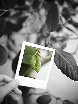 포토 JPG 스튜디오촬영 나무 식물 손 생활용품 백그라운드 잎 나뭇잎 프레임 한손 흑백 실내 틀 한명 들기 근접촬영 아웃포커스 공백 필름 오브젝트 폴라로이드 폴라로이드사진 사진필름 국내포토 1 뷰포인트 모션 촬영기법 사람 내부 신체부위 카메라 파일형식