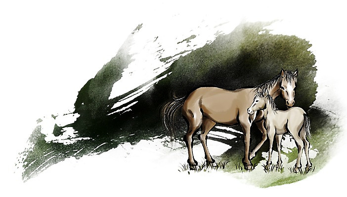 PSD 동물 새끼 캘리배경 백그라운드 일러스트 캘리그라피 근하신년 새해 수묵화 초원 사람없음 십이지신 말_동물 어미 동양화 말띠 2014년 손그림 갑오년 망아지 국내일러스트 포유류 미술 연도 파일형식