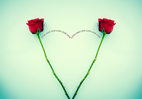 포토 JPG 스튜디오촬영 모양 식물 문양 꽃 백그라운드 무늬 실내 사랑 근접촬영 사람없음 장미 하트 두송이 국내포토 감정 뷰포인트 2 내부 파일형식