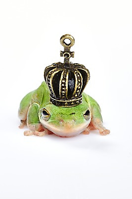 포토 JPG 스튜디오촬영 동물 모자 한마리 육지동물 컬러 장신구 왕관 실내 개구리 양서류 근접촬영 사람없음 앞모습 초록색 청개구리 국내포토 1 잡화 뷰포인트 내부 파일형식
