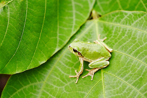 포토 JPG 주간 식물 동물 한마리 육지동물 컬러 잎 나뭇잎 개구리 양서류 근접촬영 사람없음 야외 아웃포커스 초록색 풀 청개구리 국내포토 자연요소 1 뷰포인트 촬영기법 파일형식