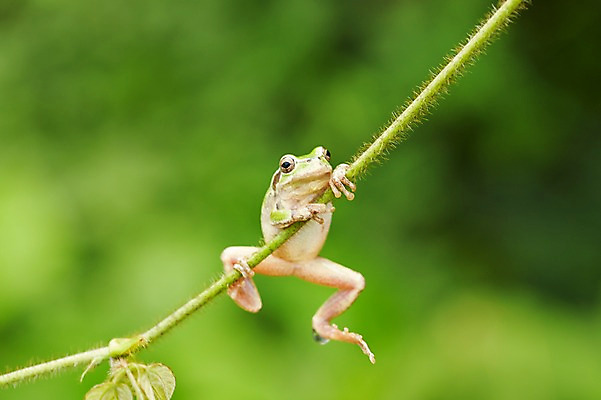 포토 JPG 주간 식물 동물 한마리 육지동물 컬러 개구리 양서류 근접촬영 사람없음 야외 아웃포커스 초록색 풀 청개구리 국내포토 자연요소 1 뷰포인트 촬영기법 파일형식