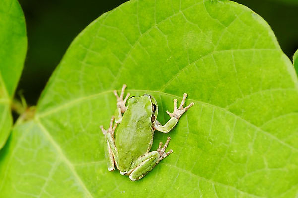 포토 JPG 주간 식물 동물 한마리 육지동물 컬러 잎 나뭇잎 개구리 양서류 근접촬영 사람없음 야외 아웃포커스 초록색 청개구리 국내포토 자연요소 1 뷰포인트 촬영기법 파일형식