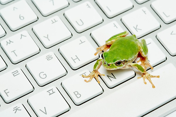 포토 JPG 스튜디오촬영 동물 한마리 육지동물 컬러 실내 개구리 양서류 근접촬영 사람없음 아웃포커스 초록색 키보드 청개구리 국내포토 1 뷰포인트 촬영기법 내부 파일형식