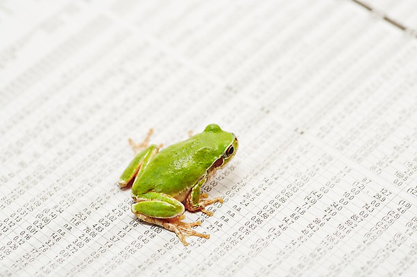 포토 JPG 스튜디오촬영 동물 한마리 육지동물 컬러 통계 수치 실내 개구리 양서류 근접촬영 사람없음 아웃포커스 초록색 금융 경제 주식 청개구리 주가 국내포토 1 뷰포인트 그래프 촬영기법 내부 파일형식