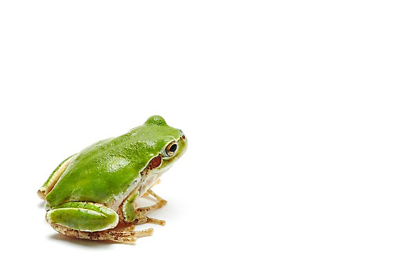 포토 JPG 스튜디오촬영 동물 한마리 육지동물 컬러 실내 개구리 양서류 누끼 근접촬영 사람없음 초록색 청개구리 국내포토 1 뷰포인트 내부 파일형식