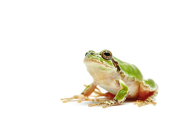 포토 JPG 스튜디오촬영 동물 한마리 육지동물 컬러 실내 개구리 양서류 누끼 근접촬영 사람없음 초록색 청개구리 국내포토 1 뷰포인트 내부 파일형식