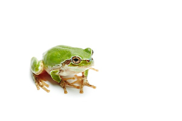 포토 JPG 스튜디오촬영 동물 한마리 육지동물 컬러 실내 개구리 양서류 누끼 근접촬영 사람없음 초록색 청개구리 국내포토 1 뷰포인트 내부 파일형식