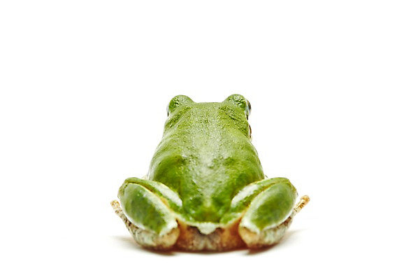 포토 JPG 스튜디오촬영 동물 한마리 육지동물 컬러 실내 개구리 양서류 누끼 근접촬영 사람없음 뒷모습 초록색 청개구리 국내포토 1 뷰포인트 내부 파일형식