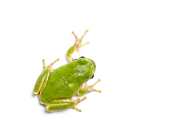 포토 JPG 스튜디오촬영 동물 한마리 육지동물 컬러 실내 개구리 양서류 누끼 근접촬영 사람없음 초록색 청개구리 국내포토 1 뷰포인트 내부 파일형식