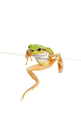 포토 JPG 스튜디오촬영 동물 한마리 육지동물 줄 컬러 포즈 실내 매달리기 개구리 양서류 누끼 근접촬영 사람없음 초록색 청개구리 국내포토 1 뷰포인트 모션 내부 파일형식