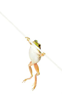 포토 JPG 스튜디오촬영 동물 한마리 육지동물 줄 컬러 포즈 실내 매달리기 개구리 양서류 누끼 근접촬영 사람없음 초록색 청개구리 국내포토 1 뷰포인트 모션 내부 파일형식