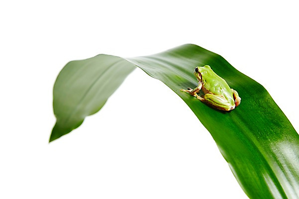 포토 JPG 스튜디오촬영 식물 동물 한마리 육지동물 컬러 잎 나뭇잎 실내 개구리 양서류 누끼 근접촬영 사람없음 아웃포커스 초록색 청개구리 국내포토 1 뷰포인트 촬영기법 내부 파일형식