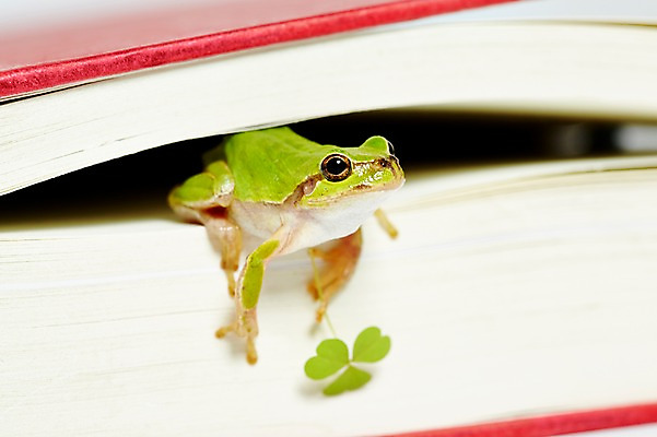 포토 JPG 스튜디오촬영 동물 한마리 육지동물 컬러 실내 개구리 양서류 근접촬영 사람없음 책 초록색 클로버 청개구리 국내포토 1 뷰포인트 내부 파일형식