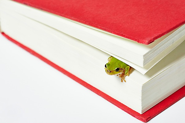 포토 JPG 스튜디오촬영 동물 한마리 육지동물 컬러 실내 개구리 양서류 근접촬영 사람없음 아웃포커스 책 초록색 청개구리 국내포토 1 뷰포인트 촬영기법 내부 파일형식