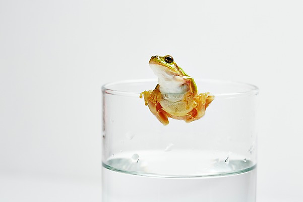 포토 JPG 스튜디오촬영 동물 한마리 육지동물 컬러 잔 실내 개구리 양서류 근접촬영 사람없음 컵 초록색 물 청개구리 국내포토 자연요소 1 식기 뷰포인트 내부 파일형식