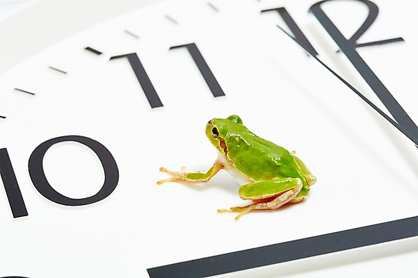 포토 JPG 스튜디오촬영 동물 한마리 육지동물 시계 컬러 실내 개구리 양서류 근접촬영 사람없음 아웃포커스 초록색 시간 시곗바늘 청개구리 국내포토 1 뷰포인트 촬영기법 내부 파일형식