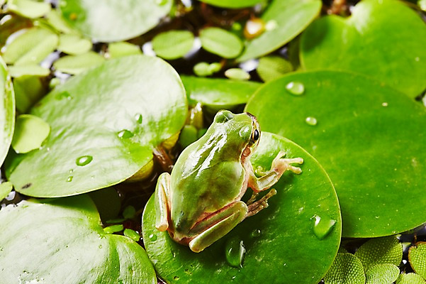 포토 JPG 주간 식물 동물 한마리 육지동물 컬러 잎 나뭇잎 개구리 양서류 근접촬영 사람없음 야외 아웃포커스 초록색 청개구리 국내포토 자연요소 1 뷰포인트 촬영기법 파일형식