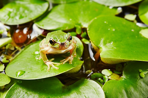 포토 JPG 스튜디오촬영 식물 동물 한마리 육지동물 컬러 잎 나뭇잎 실내 개구리 양서류 근접촬영 사람없음 아웃포커스 초록색 청개구리 국내포토 1 뷰포인트 촬영기법 내부 파일형식