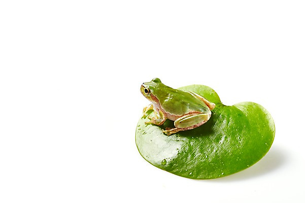 포토 JPG 스튜디오촬영 식물 동물 한마리 육지동물 컬러 잎 나뭇잎 실내 개구리 양서류 누끼 근접촬영 사람없음 초록색 청개구리 국내포토 1 뷰포인트 내부 파일형식