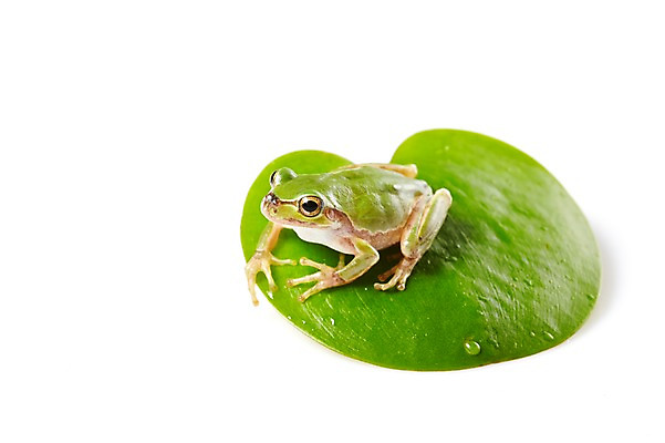 포토 JPG 스튜디오촬영 식물 동물 한마리 육지동물 컬러 잎 나뭇잎 실내 개구리 양서류 누끼 근접촬영 사람없음 초록색 청개구리 국내포토 1 뷰포인트 내부 파일형식