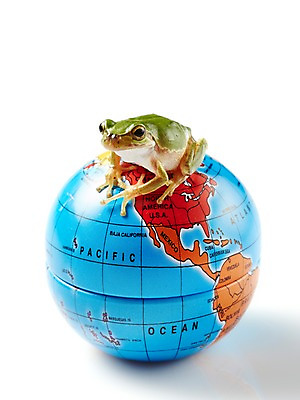 포토 JPG 스튜디오촬영 동물 한마리 육지동물 컬러 지도 실내 개구리 양서류 누끼 근접촬영 사람없음 초록색 세계 지구본 청개구리 국내포토 1 뷰포인트 내부 파일형식