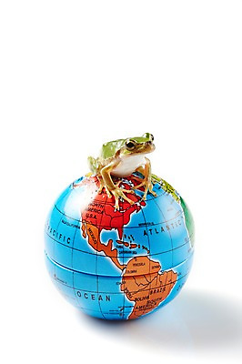 포토 JPG 스튜디오촬영 동물 한마리 육지동물 컬러 지도 실내 개구리 양서류 누끼 근접촬영 사람없음 초록색 세계 지구본 청개구리 국내포토 1 뷰포인트 내부 파일형식