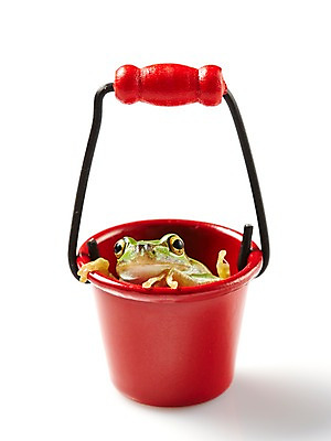 포토 JPG 스튜디오촬영 동물 한마리 육지동물 컬러 실내 통 개구리 양서류 누끼 근접촬영 사람없음 초록색 양동이 청개구리 국내포토 1 뷰포인트 내부 파일형식