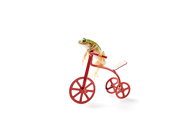 포토 JPG 스튜디오촬영 동물 한마리 육지동물 컬러 실내 개구리 양서류 누끼 근접촬영 사람없음 초록색 자전거 청개구리 국내포토 1 뷰포인트 내부 바이크 파일형식