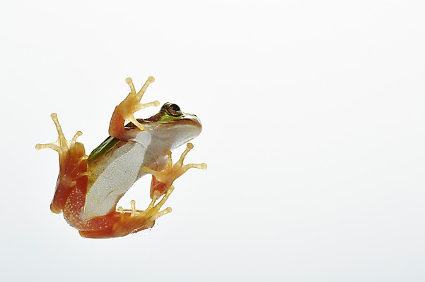 포토 JPG 스튜디오촬영 동물 한마리 육지동물 컬러 실내 개구리 양서류 근접촬영 사람없음 초록색 청개구리 국내포토 1 뷰포인트 내부 파일형식