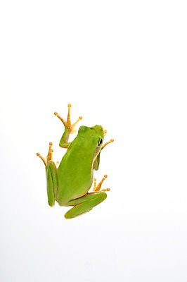 포토 JPG 스튜디오촬영 동물 한마리 육지동물 컬러 실내 개구리 양서류 근접촬영 사람없음 초록색 청개구리 국내포토 1 뷰포인트 내부 파일형식