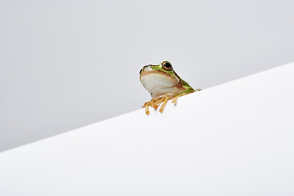 포토 JPG 스튜디오촬영 동물 한마리 육지동물 컬러 실내 개구리 양서류 근접촬영 사람없음 초록색 청개구리 국내포토 1 뷰포인트 내부 파일형식