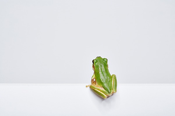 포토 JPG 스튜디오촬영 동물 한마리 육지동물 컬러 실내 개구리 양서류 근접촬영 사람없음 초록색 청개구리 국내포토 1 뷰포인트 내부 파일형식