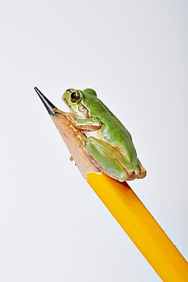 포토 JPG 스튜디오촬영 동물 한마리 육지동물 컬러 실내 개구리 양서류 근접촬영 사람없음 초록색 필기구 연필 청개구리 국내포토 1 뷰포인트 문구용품 학용품 내부 파일형식
