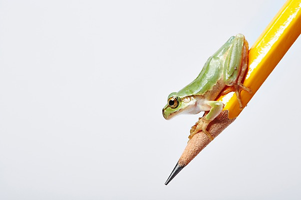 포토 JPG 스튜디오촬영 동물 한마리 육지동물 컬러 실내 개구리 양서류 근접촬영 사람없음 초록색 필기구 연필 청개구리 국내포토 1 뷰포인트 문구용품 학용품 내부 파일형식