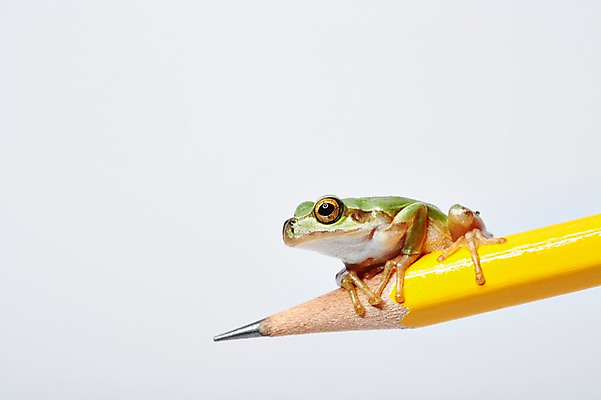 포토 JPG 스튜디오촬영 동물 한마리 육지동물 컬러 실내 개구리 양서류 근접촬영 사람없음 초록색 필기구 연필 청개구리 국내포토 1 뷰포인트 문구용품 학용품 내부 파일형식
