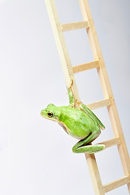 포토 JPG 스튜디오촬영 동물 한마리 육지동물 컬러 사다리 실내 개구리 양서류 근접촬영 사람없음 초록색 청개구리 국내포토 1 뷰포인트 내부 도구 파일형식