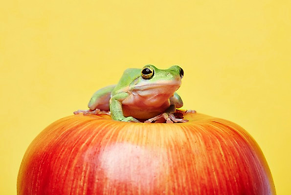 포토 JPG 스튜디오촬영 동물 한마리 육지동물 열매 컬러 과일 실내 개구리 양서류 근접촬영 사람없음 초록색 사과 청개구리 국내포토 식물 1 뷰포인트 내부 파일형식