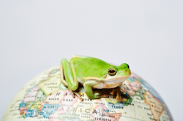 포토 JPG 스튜디오촬영 동물 한마리 육지동물 교육 컬러 지도 실내 개구리 양서류 근접촬영 사람없음 아웃포커스 초록색 세계 지구본 청개구리 국내포토 1 뷰포인트 촬영기법 내부 파일형식