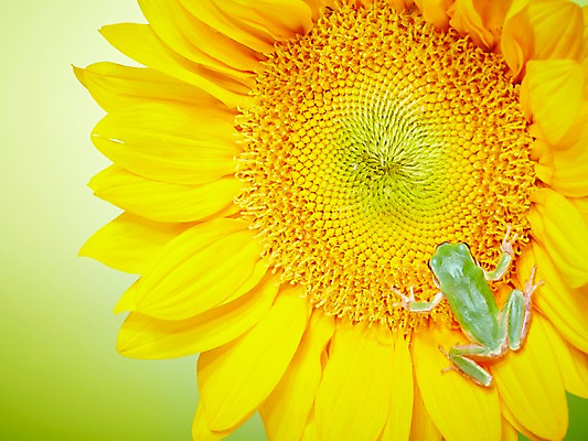 포토 JPG 주간 식물 동물 한마리 육지동물 꽃 컬러 해바라기 개구리 양서류 근접촬영 사람없음 야외 아웃포커스 초록색 청개구리 국내포토 자연요소 1 뷰포인트 촬영기법 파일형식