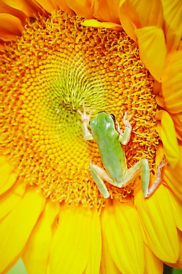 포토 JPG 주간 식물 동물 한마리 육지동물 꽃 컬러 해바라기 개구리 양서류 근접촬영 사람없음 야외 초록색 청개구리 국내포토 자연요소 1 뷰포인트 파일형식