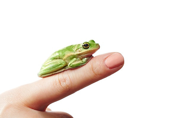 포토 JPG 스튜디오촬영 동물 한마리 육지동물 손 컬러 손가락 한손 실내 개구리 양서류 한명 누끼 근접촬영 신체부위 초록색 검지손가락 청개구리 국내포토 1 뷰포인트 사람 내부 파일형식