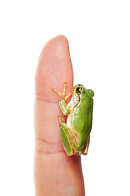 포토 JPG 스튜디오촬영 동물 한마리 육지동물 손 컬러 손가락 한손 실내 개구리 양서류 한명 누끼 근접촬영 신체부위 초록색 검지손가락 청개구리 국내포토 1 뷰포인트 사람 내부 파일형식