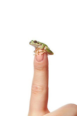 포토 JPG 스튜디오촬영 동물 한마리 육지동물 손 컬러 손가락 한손 실내 개구리 양서류 한명 누끼 근접촬영 신체부위 초록색 검지손가락 청개구리 국내포토 1 뷰포인트 사람 내부 파일형식