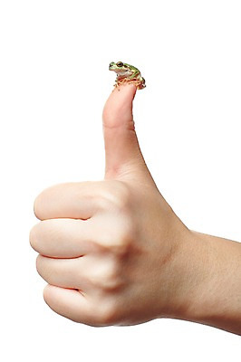 포토 JPG 스튜디오촬영 동물 한마리 육지동물 손 컬러 손가락 한손 실내 개구리 양서류 한명 누끼 근접촬영 신체부위 초록색 엄지손가락 청개구리 국내포토 1 뷰포인트 사람 내부 파일형식