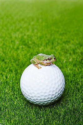 포토 JPG 주간 식물 동물 한마리 육지동물 컬러 공 골프공 개구리 양서류 근접촬영 잔디 사람없음 야외 아웃포커스 초록색 풀 청개구리 국내포토 자연요소 1 뷰포인트 골프용품 촬영기법 파일형식