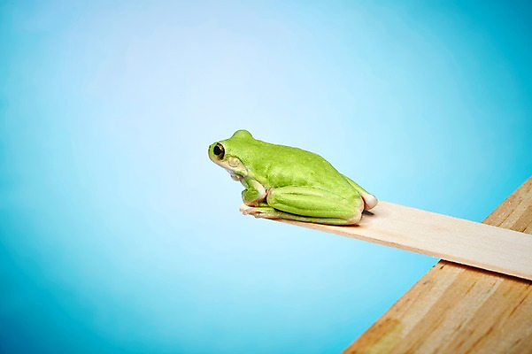 포토 JPG 스튜디오촬영 동물 한마리 육지동물 컬러 탁자 실내 개구리 양서류 근접촬영 사람없음 초록색 점프 다이빙 청개구리 다이빙대 국내포토 1 뷰포인트 가구 모션 내부 수영 수중스포츠 파일형식