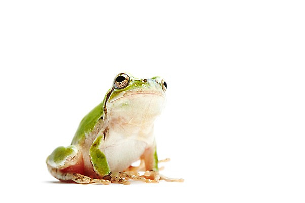 포토 JPG 스튜디오촬영 동물 한마리 육지동물 컬러 실내 개구리 양서류 누끼 근접촬영 사람없음 초록색 청개구리 국내포토 1 뷰포인트 내부 파일형식